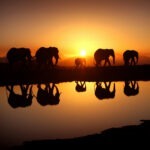 Wild Africa Cédric Jochems (3 personen)
