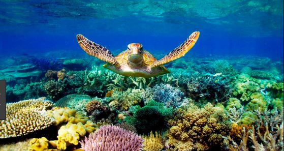 Oostkust van Australië - Great Barrier reef