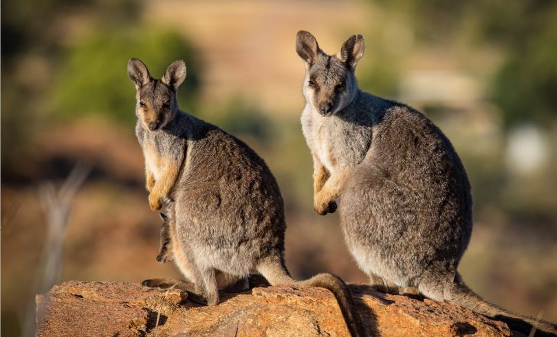 Oostkust van Australië - Wallaby's 
