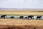 Wild Tanzania Individueel | Gert Heylen(6 - 20 mei)