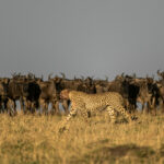 Kenia - Great Migration