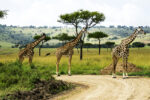 Wild Kenia Individueel Margo Vanwildemeersch (12 t/m 25 juni 2022)