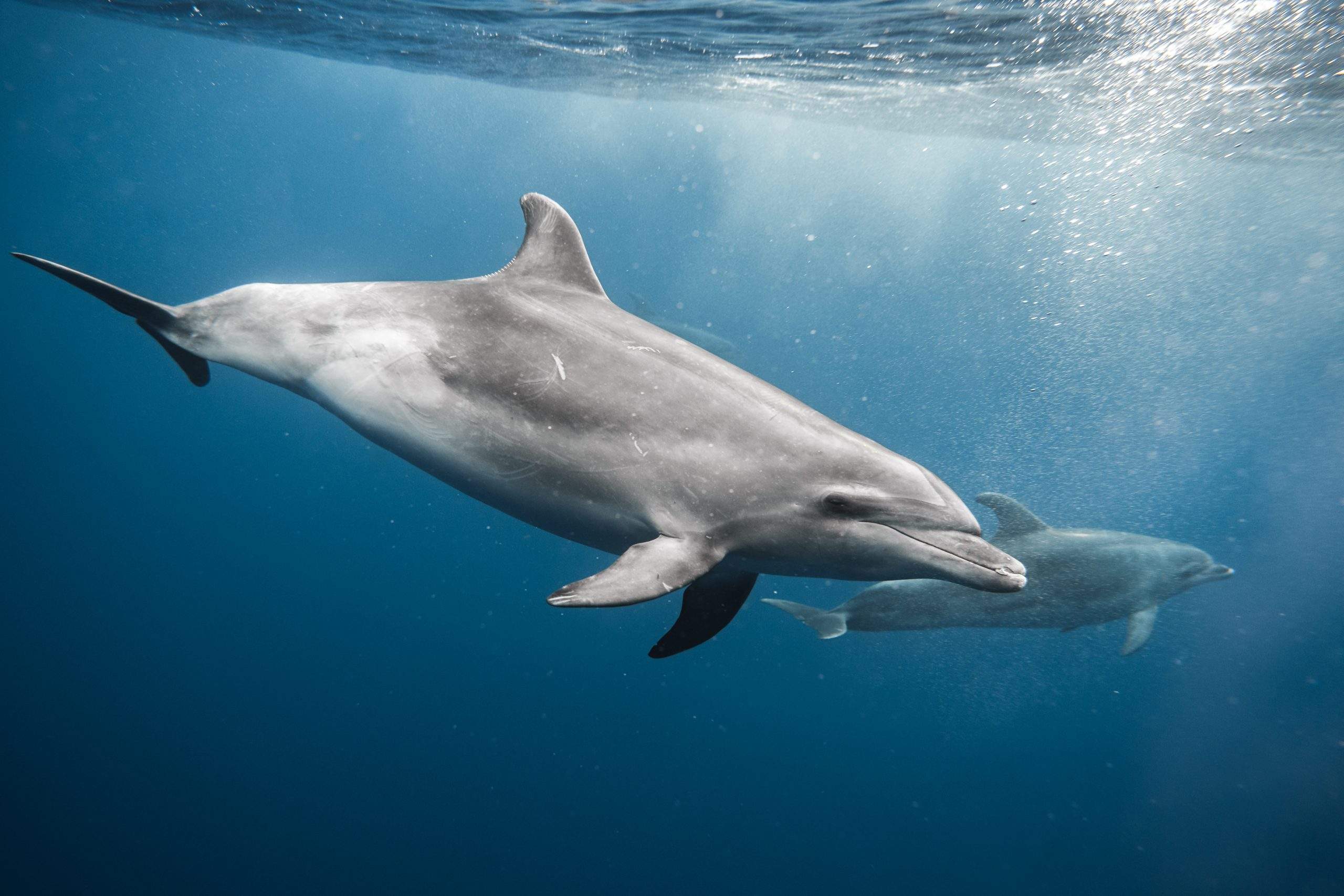 Zwemmen met dolfijnen Azoren
