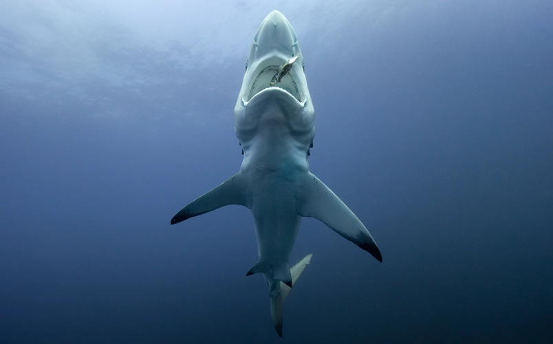 Shark Duiken Zuid Afrika Aliwal Shoal