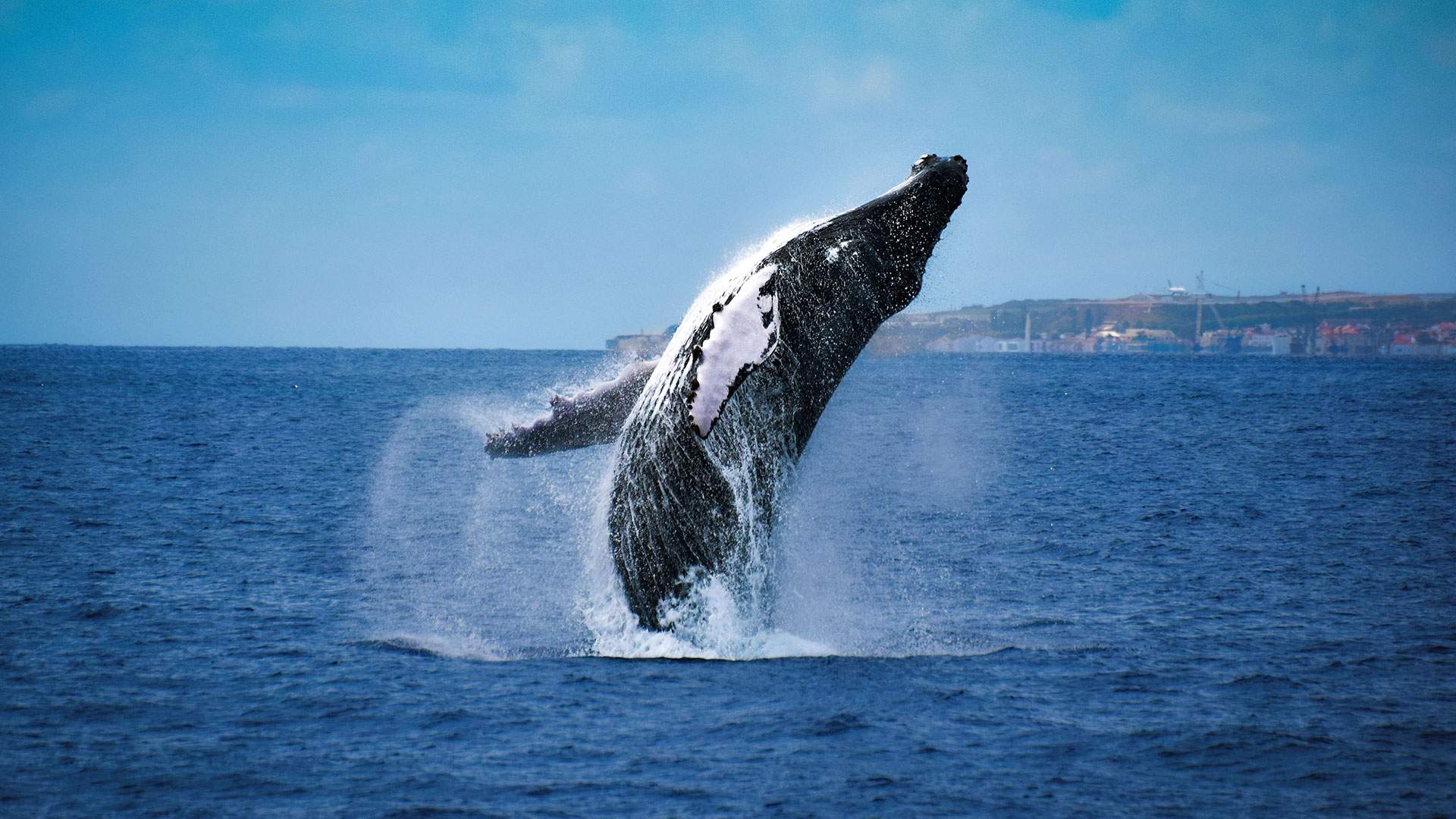 Walvissen Spotten Azoren