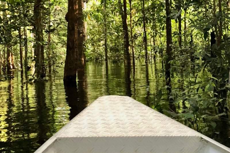 boottocht tussen de bomen in Amazonas