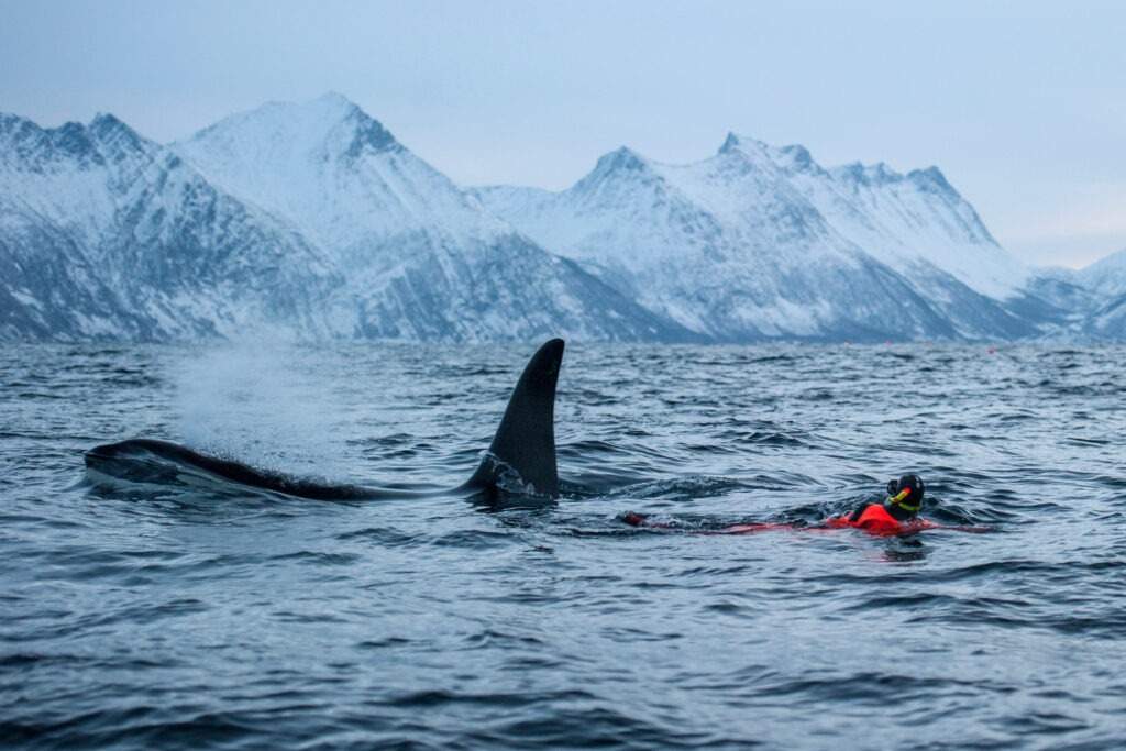 Zwemmen met Orka Noorwegen