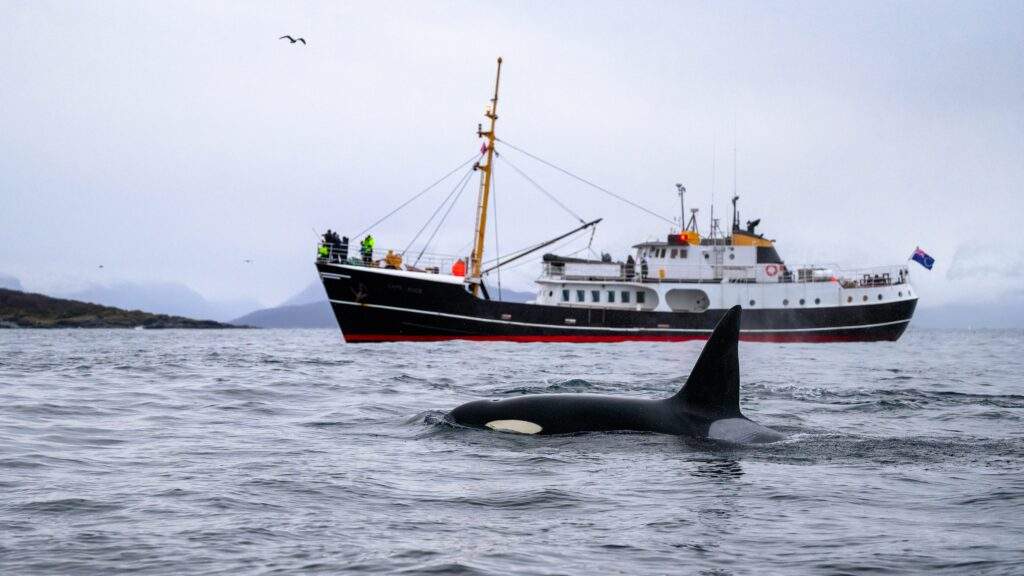 Orka Expeditie Noorwegen